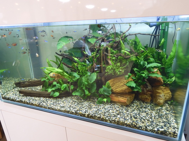 淡水魚が泳ぐ水槽を設置しました