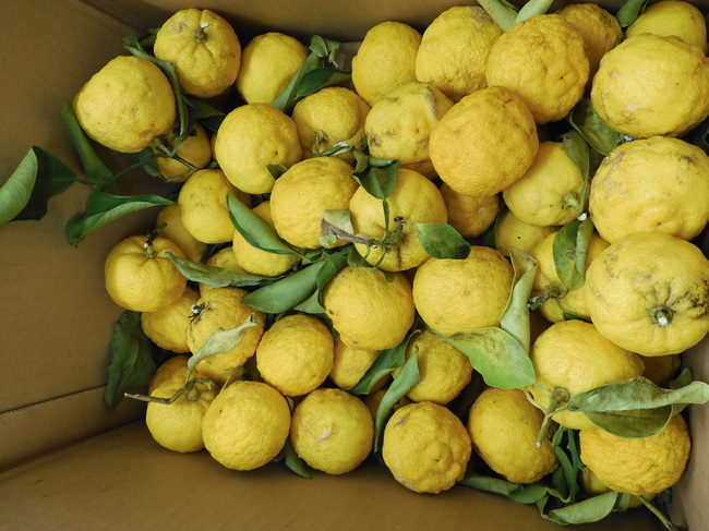 ゆず湯に入って頂きました